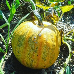 Courge à graine nue "Lady Godiva"