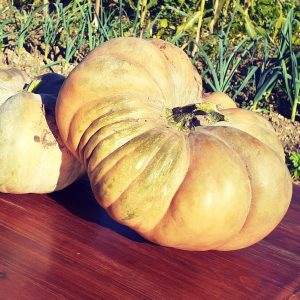 Courge Musquée de Provence