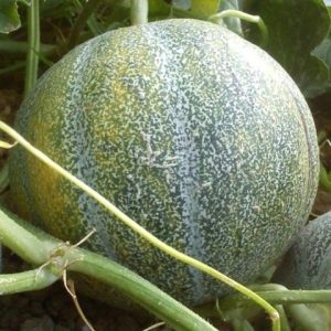 Melon petit gris de Rennes