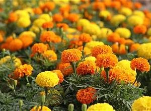 Roses d'Inde en mélange