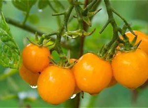 Tomate cerise orange berry