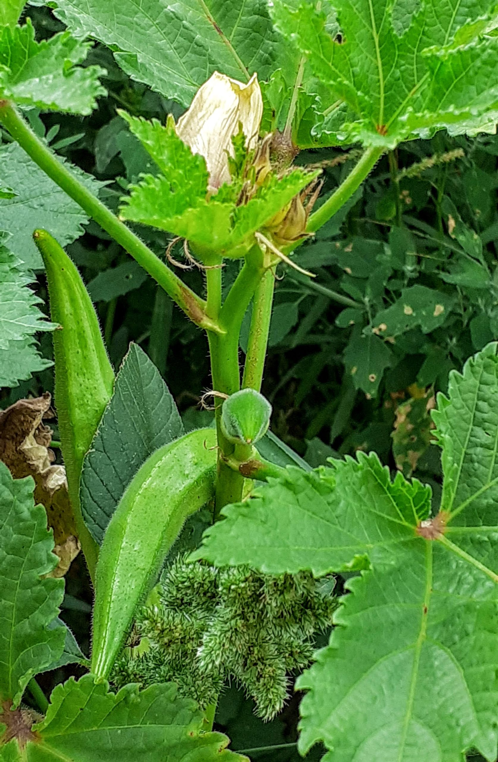 Gombo Libanais