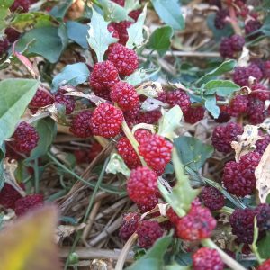 Épinards fraises